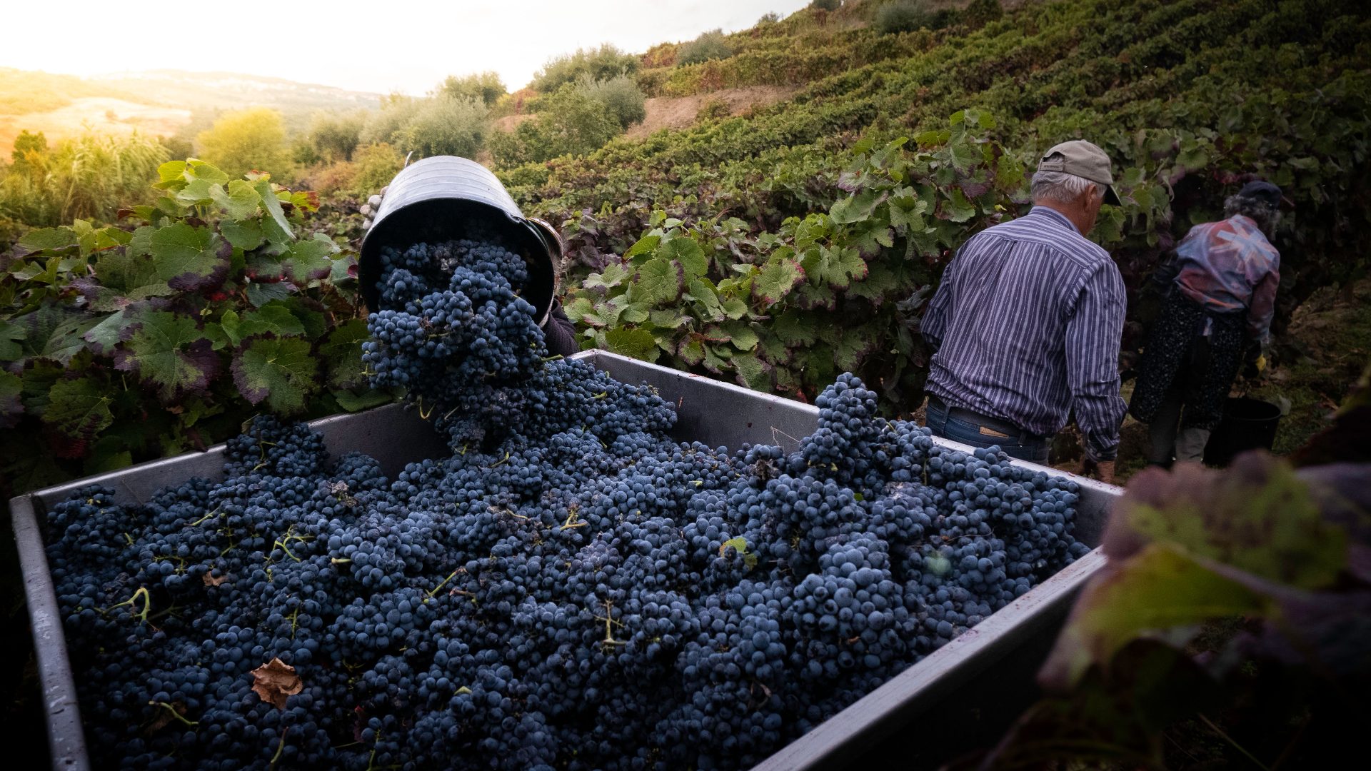 Grape harvest at a Greek vineyard